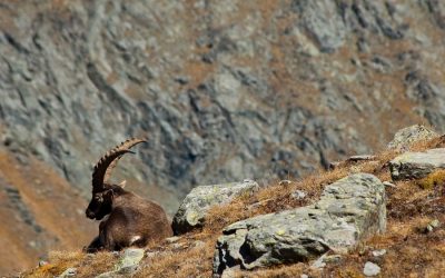 In Val d’Aosta vive il dahu, animale mitologico
