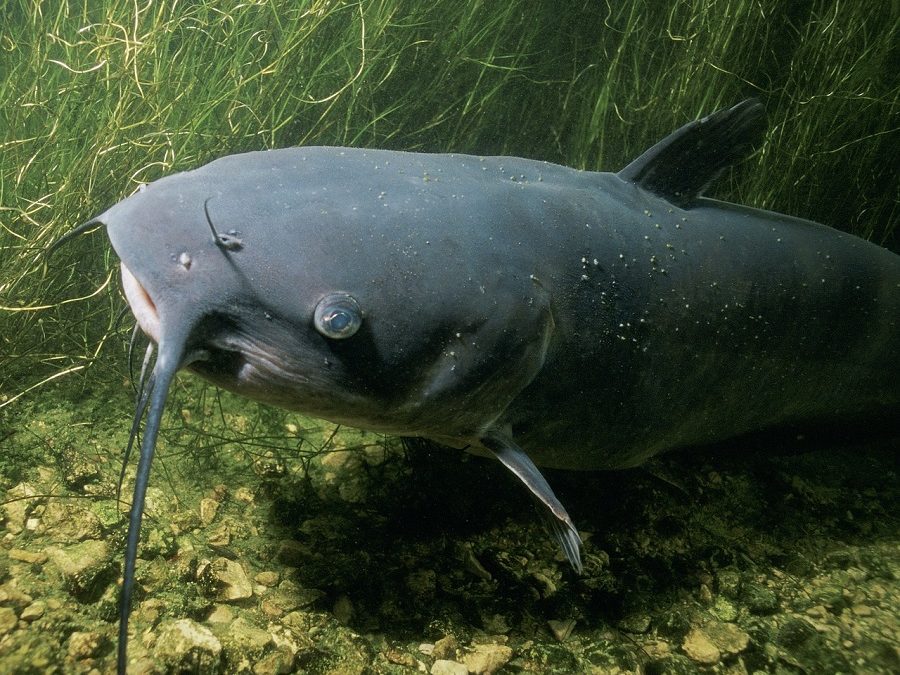 La fauna del delta del Po