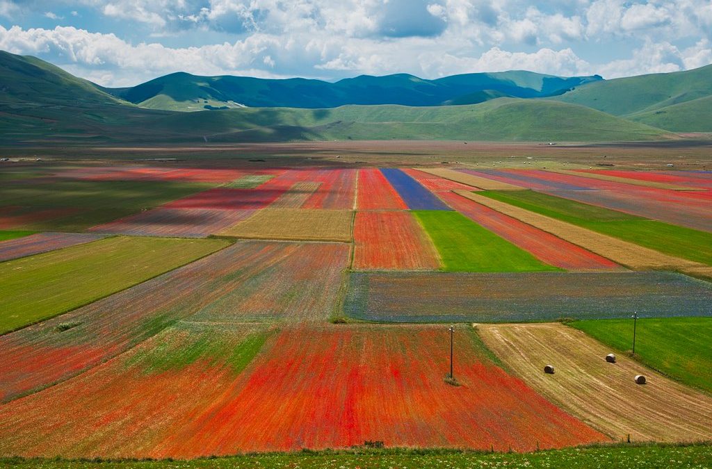 Le fioriture più belle al mondo: dove si trovano