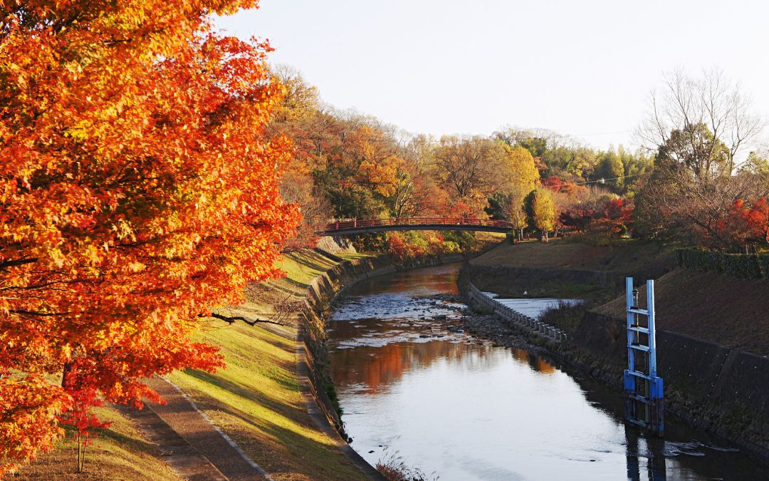 Dove vedere il foliage nel mondo: i migliori luoghi per ammirare l’autunno all’estero